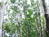 khaolakPicture 562